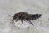 Ontholestes sp.